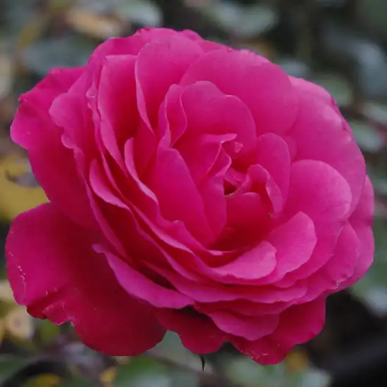 Roz - Trandafiri - Tom Tom™ - Trandafiri online